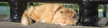 Stretch, an orange-colored cat, asleep in the sun.