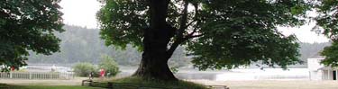 English Camp's Bigleaf maples.