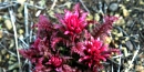 Indian warrior flower ZumaCyn-KLow-DYK Indian warrior flower ZumaCyn-KLow-DYK
