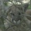 Learn More About Mountain Lions