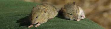 Sleeping mice, Santa Monica Mountains