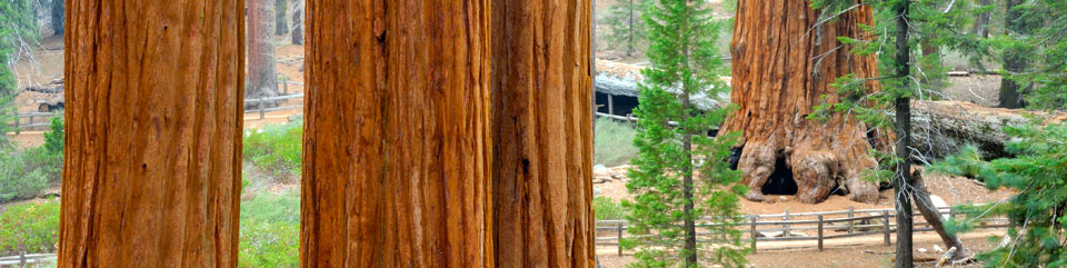 Giant Sequoia Trees