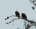 Bald Eagles at Headquarters March 28, 2010 022 Bald Eagles at Headquarters March 28, 2010 022