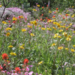 Spring bloom of native wildflowers in one of the park's many meadows.