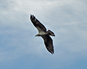 Osprey Osprey