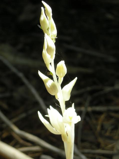 Phantom Orchid Phantom Orchid