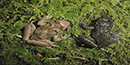 Tailed Frog edit Tailed Frog edit