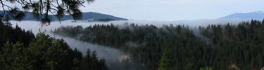 Low clouds over the tree tops.