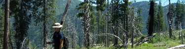 NPS technician conducting research in high elevation conifer forests