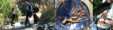 Researchers electroshocking a stream, captured salamanders, and a researcher measuring fish