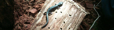A black salamander sitting on a log in an old growth forest