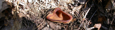 A cup fungus growing in oak leaf litter