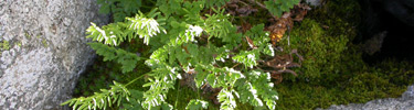 Ferns and mosses growing on granite boulders