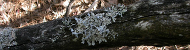 Lichens growing on a manzanita branch