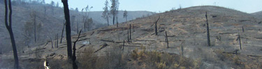 Hillside burned during the French Fire