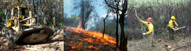 A brush masticator, a prescribed burn, and technicians hand-thinning shrubs