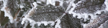 hoar frost on leaves