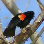 Red-winged Blackbird in tree