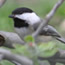 List of Non-Breeding Resident Birds