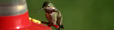 Calliope hummingbird at hummingbird feeder