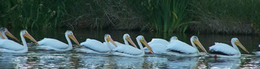 a line of white pelicans swimming on the park's pond.