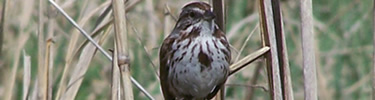 Song sparrow. Note distinctive dark spot on breast and gray stripe above eye.