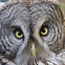 Owl's Genetics