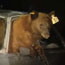 Bears on Tape