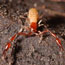 Pseudoscorpion