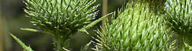 \\INPYOSEMS22\Users\intp\LLeao\WEB_\InvasivePlants\invasive_top_image