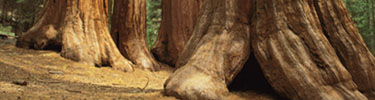 sequoia trees