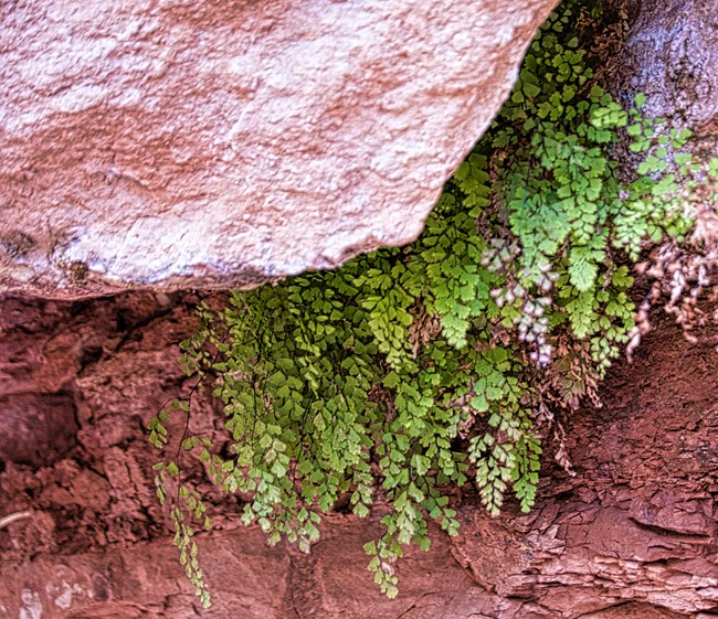 Lush ferns hang from gap between sandstone rock