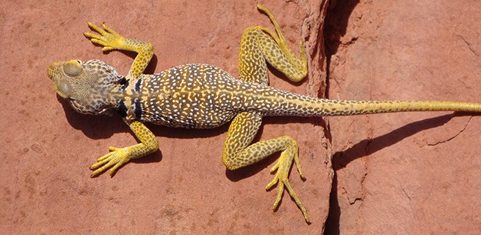 A yellow and spotted lizard lays across the sandstone.