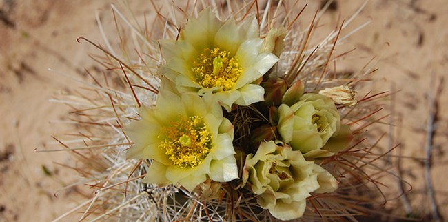 Bright flowers bloom amid cactus spines
