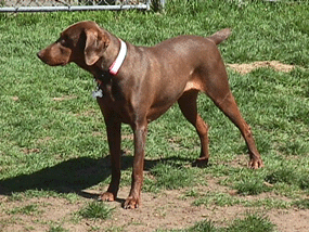 dog