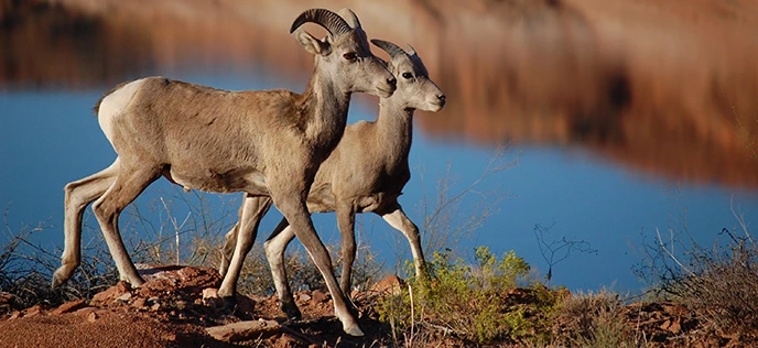 rabr pretty cover pic 2