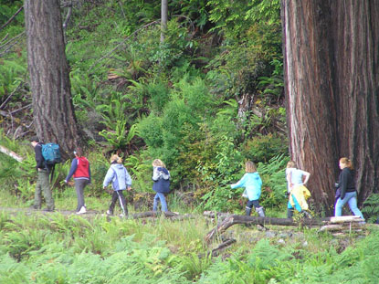hiking in the redwoods