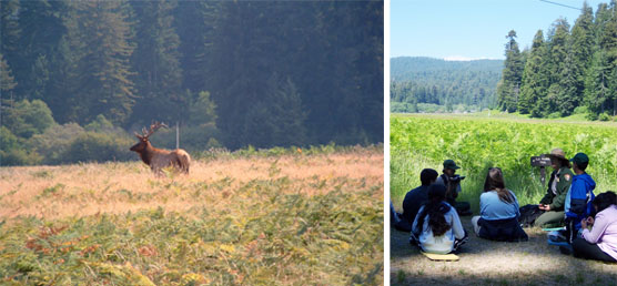 Roosevelt elk and prairie program