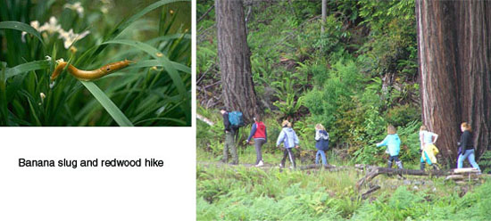 Banana slug and redwood hiking