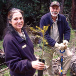 Volunteers-In-Parks plant coast redwood trees in the Mill Creek Watershed