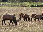 Roosevelt elk grazing