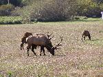 Roosevelt elk