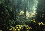 Redwoods
