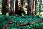 Redwood forest floor