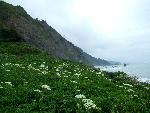 Cow parsnip