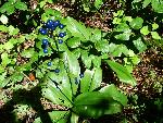 Andrew's clintonia berries