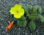 Beach evening primrose