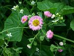 Wild cucumber seaside daisy