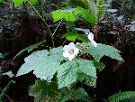 Thimbleberry blossom
