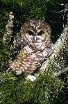 Spotted owl